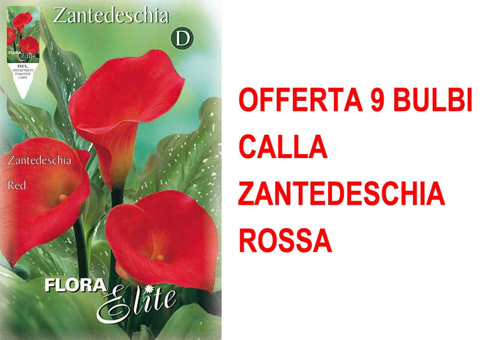 OFFERTA 9 BULBI CALLA ZANTEDESCHIA ROSSA