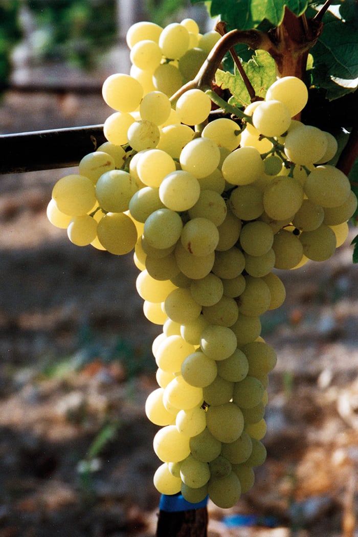 UVA DA TAVOLA REGINA DEI VIGNETI IN VASO 12CM