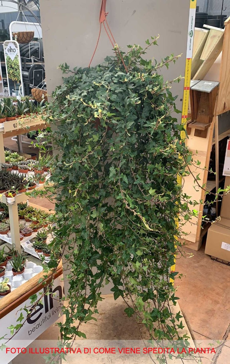 EDERA HELIX IN BASKET APPENDIBILE 19CM