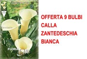 OFFERTA 9 BULBI CALLA ZANTEDESCHIA BIANCA