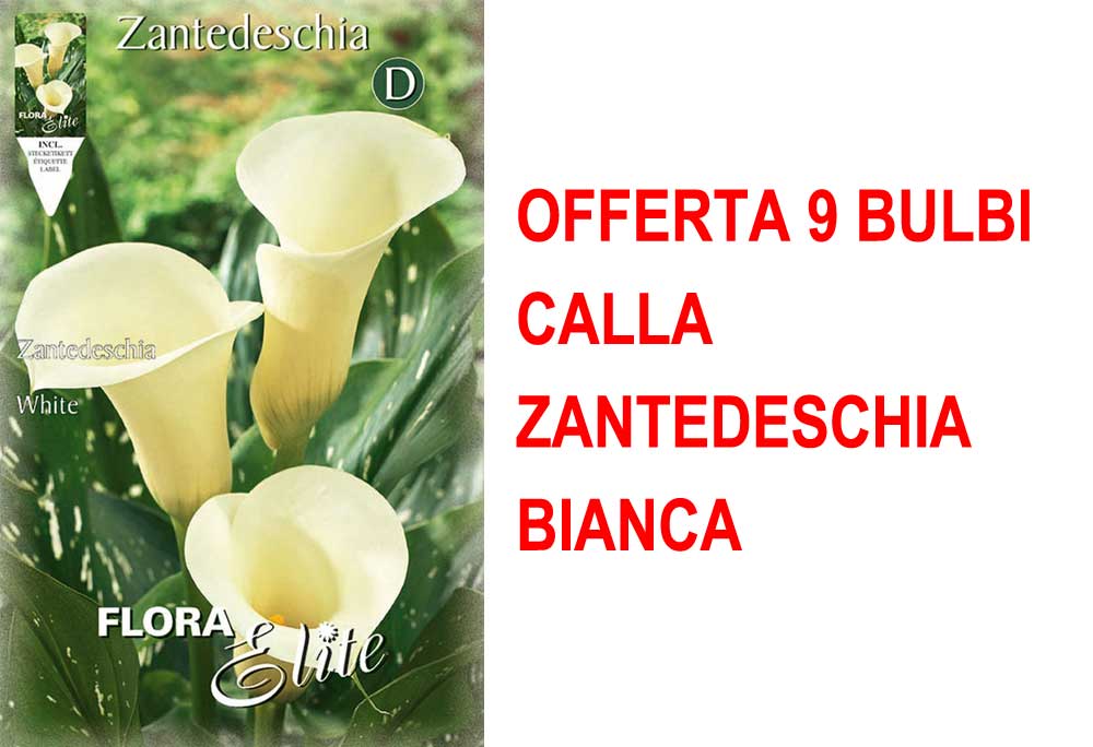 OFFERTA 9 BULBI CALLA ZANTEDESCHIA BIANCA