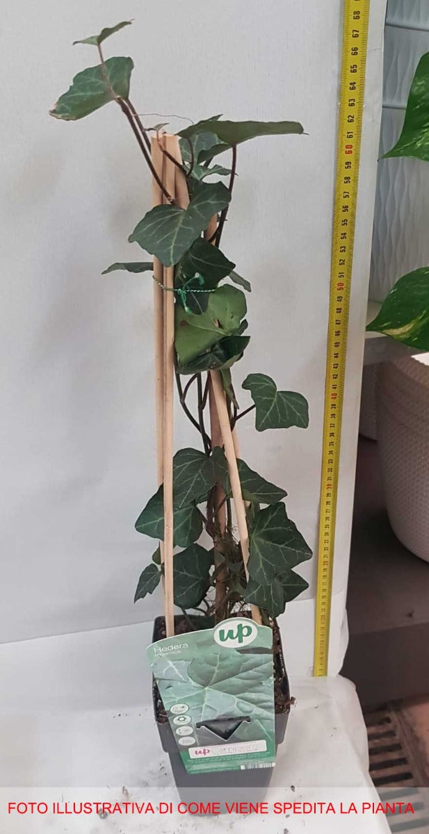 EDERA HIBERNICA IN VASO 15CM