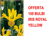 OFFERTA 100 BULBI IRIS HOLLANDICA ROYAL YELLOW