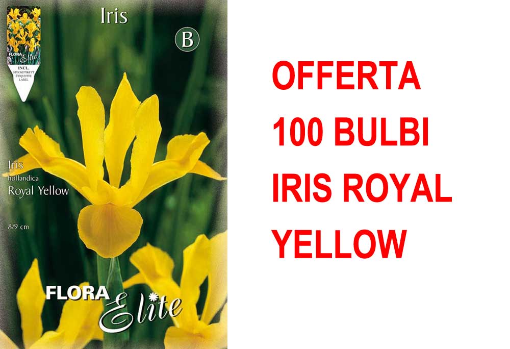 OFFERTA 100 BULBI IRIS HOLLANDICA ROYAL YELLOW