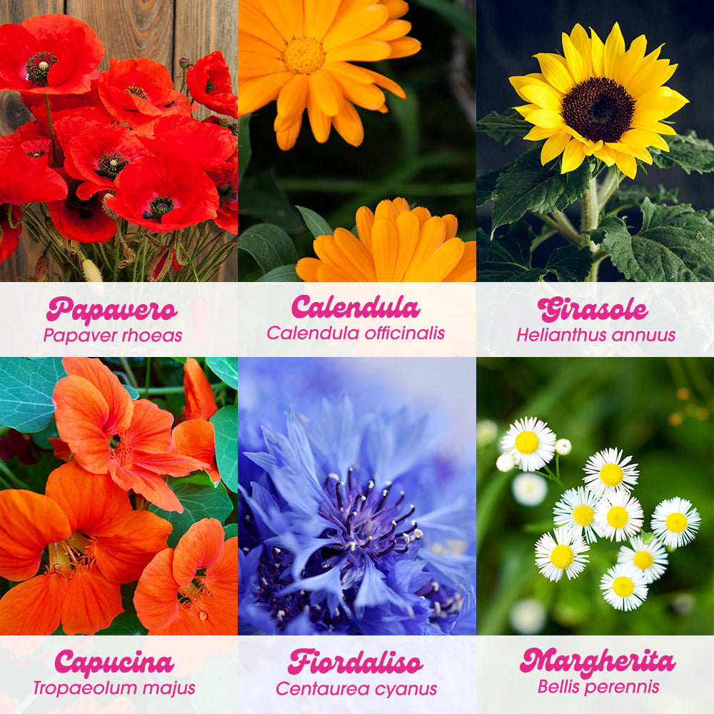 SET FLOWER POWER