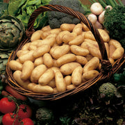 PATATA CHARLOTTE PRECOCE DA SEMINARE 25 MINITUBERI CALIBRO 28/35 PASTA GIALLA
