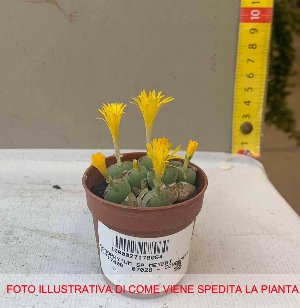 CONOPHYTUM MEYERI VASO 6CM