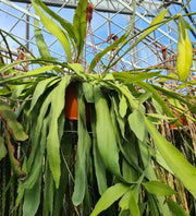 EPIPHYLLUM BASKET IN VASO 17CM