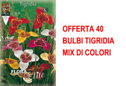 OFFERTA 40 BULBI TIGRIDIA MIX DI COLORI