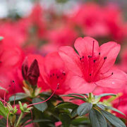 AZALEA JAPONICA RUSTICA ARANCIO TARDIVO VASO 15CM