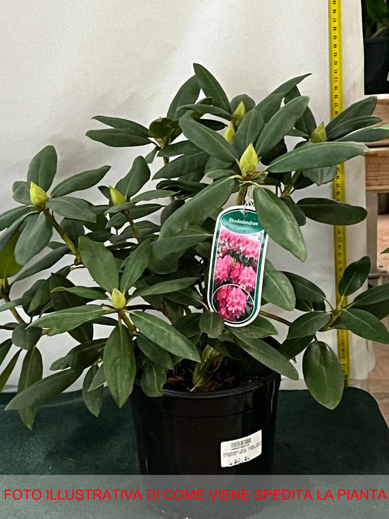 RODODENDRO ROSA SCURO IN VASO 18CM