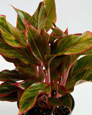 AGLAONEMA RED SIAM VASO 14CM