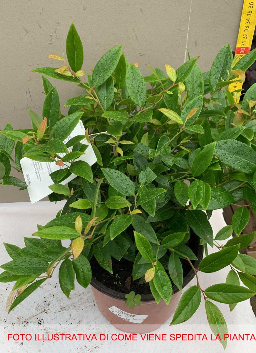 LEUCOTHOE SCARLETTA VASO 17CM