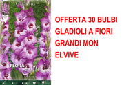OFFERTA 30 BULBI GLADIOLI A FIORI GRANDI ELVIVE