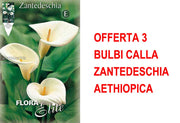 OFFERTA 3 BULBI CALLA ZANTEDESCHIA AETHIOPICA