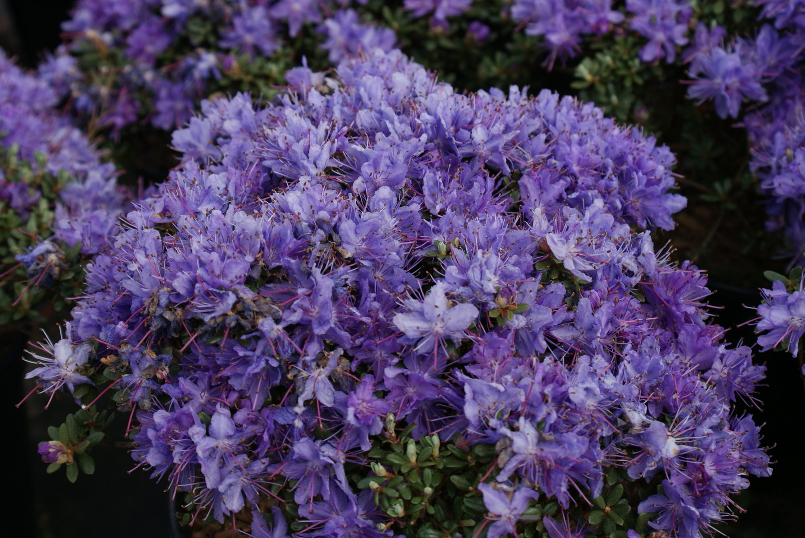 RODODENDRO IMPEDITUM IN VASO 17CM