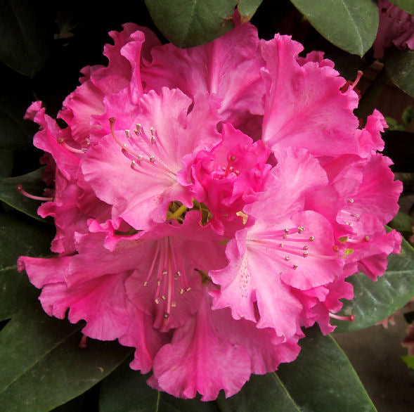 RODODENDRO GERMANIA IN VASO 24CM