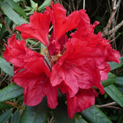 RODODENDRO VULCAN IN VASO 18CM
