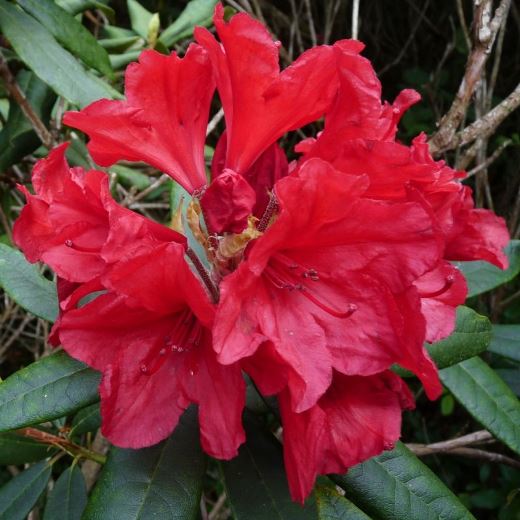 RODODENDRO VULCAN IN VASO 18CM