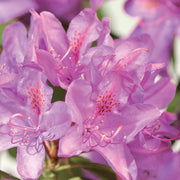 RODODENDRO ROSEUM ELEGANCE IN VASO 17CM