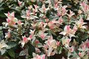 TRACHELOSPERMUM JASMIN GELSOMINO TRICOLOR VASO 17CM