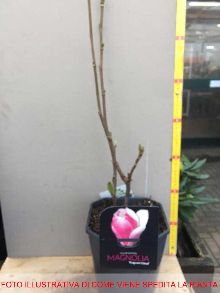 MAGNOLIA FRAGRANT CLOUD VASO 21CM