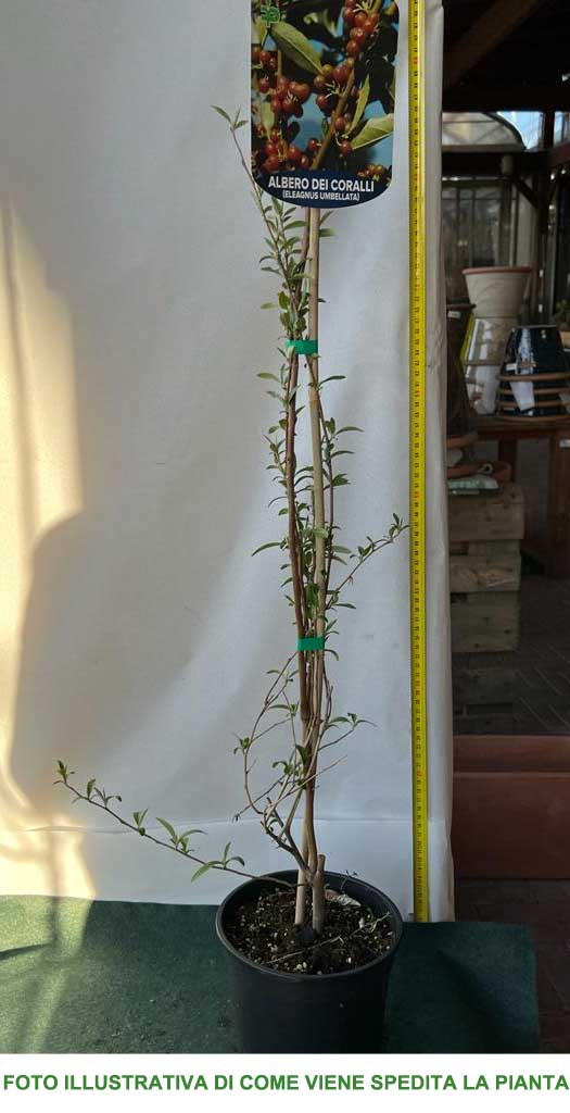 ELEAGNUS UMBELLATA IN VASO 17CM