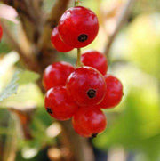 RIBES ROSSO JUNIFER (1 PIANTA)