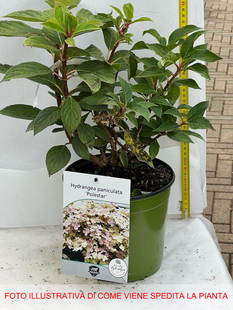 ORTENSIA HYDRANGEA PANICULATA POLESTAR IN VASO 18CM