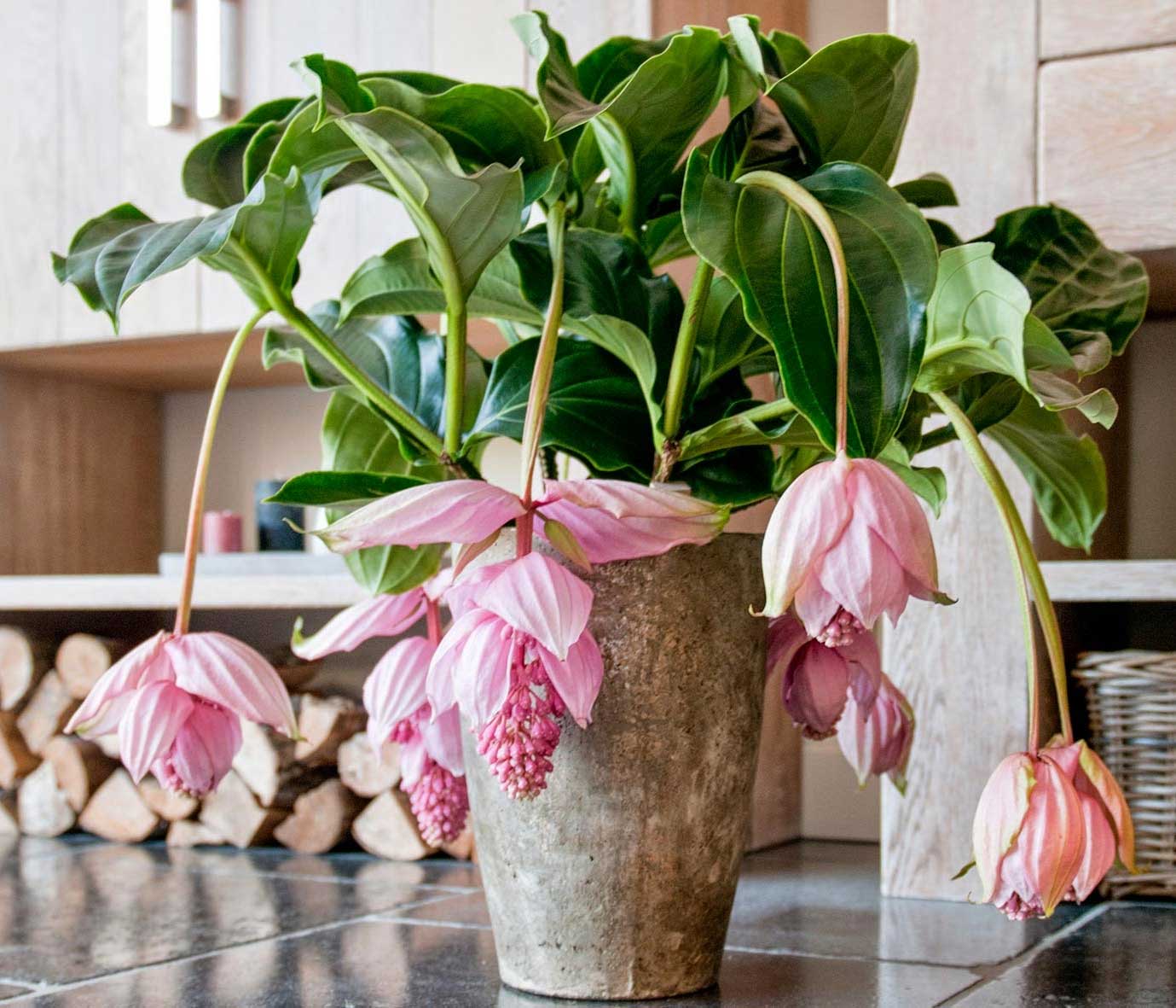 MEDINILLA MAGNIFICA VASO 17CM