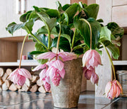 MEDINILLA MAGNIFICA VASO 17CM