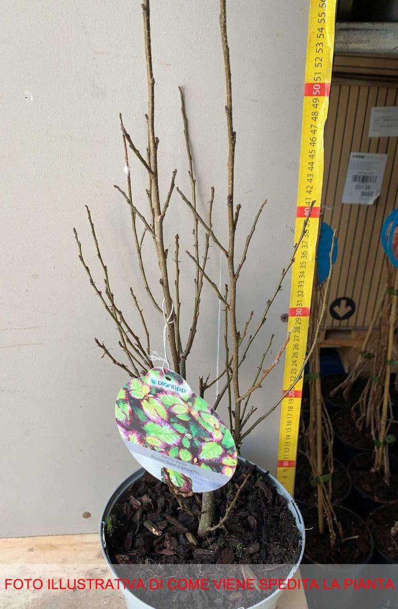 PARROTIA PERSIAN SPIRE VASO 19CM