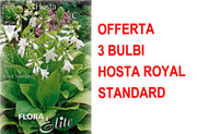 OFFERTA 3 BULBI DI HOSTA FORTUNEI ROYAL STANDARD