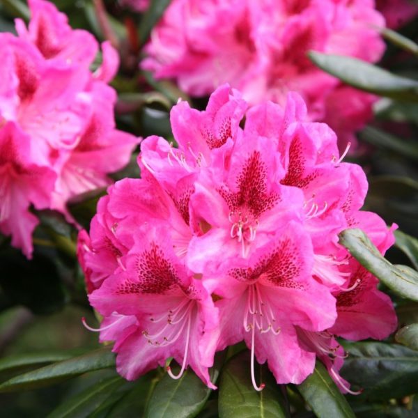 RODODENDRO COSMOPOLITAN IN VASO 18CM