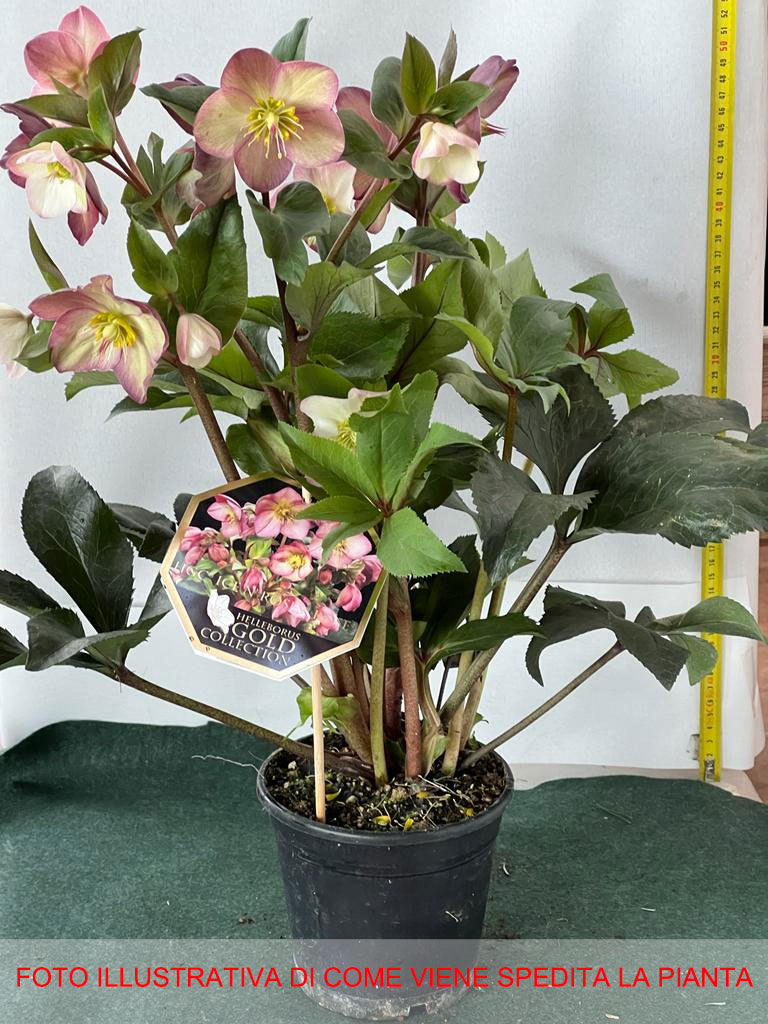HELLEBORUS ICE N’ ROSES PINK ROSA DI NATALE VASO 15CM