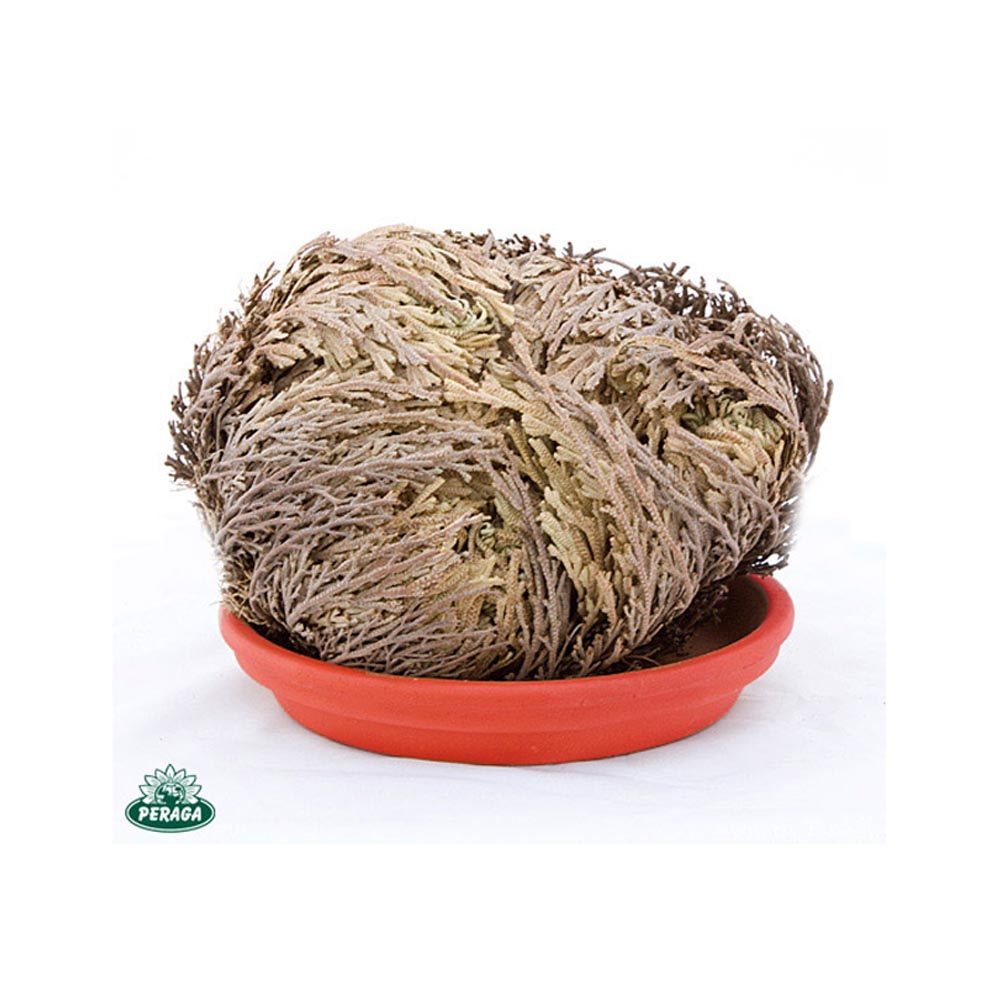 OFFERTA 15 PIANTE DI ROSA DI JERICHO