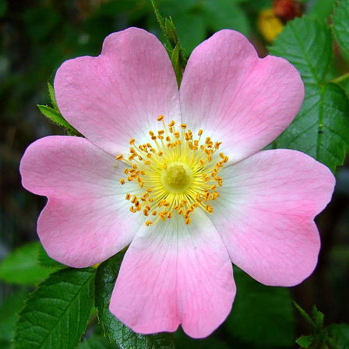 ROSA CANINA IN VASO 18CM