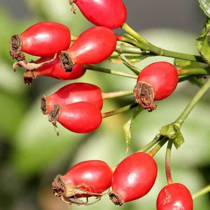 ROSA CANINA IN VASO 18CM