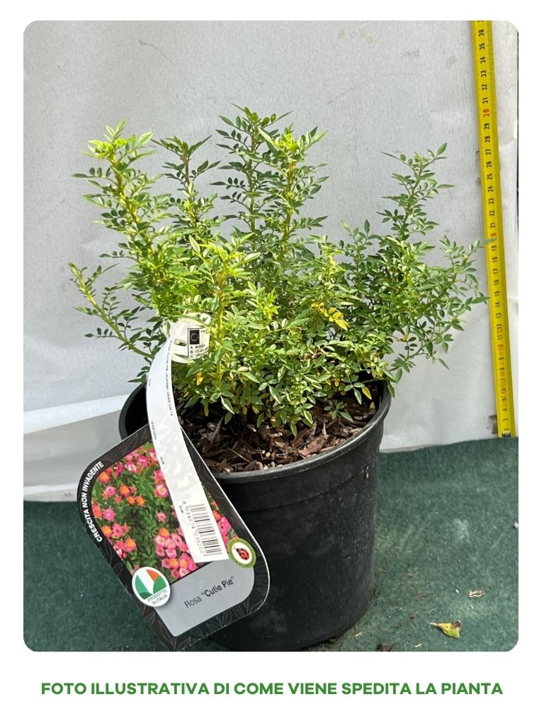 ROSA CUTIE PIE ALPINA VASO 18CM