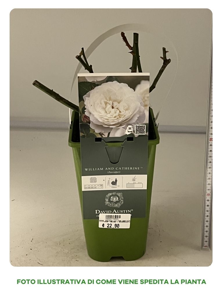 ROSA WILLIAM AND CATHERINE VASO 16CM