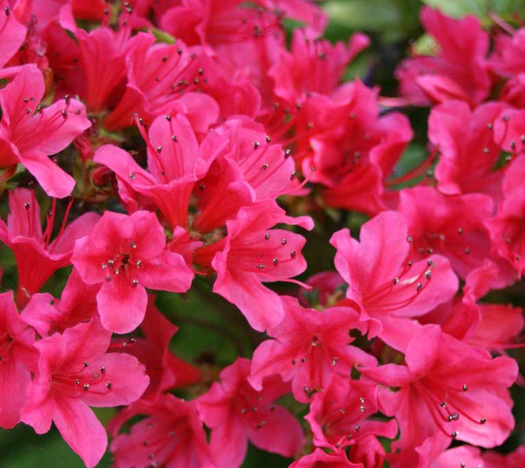 AZALEA JAPONICA RUSTICA ROSA SCURO VASO 18CM