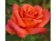 ROSA ANNE VANDERLOVE GRANDE FIORE