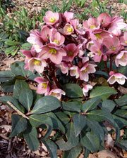 HELLEBORUS SNOW ROSE 19CM