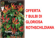 OFFERTA 7 BULBI DI GLORIOSA ROTHSCHILDIANA