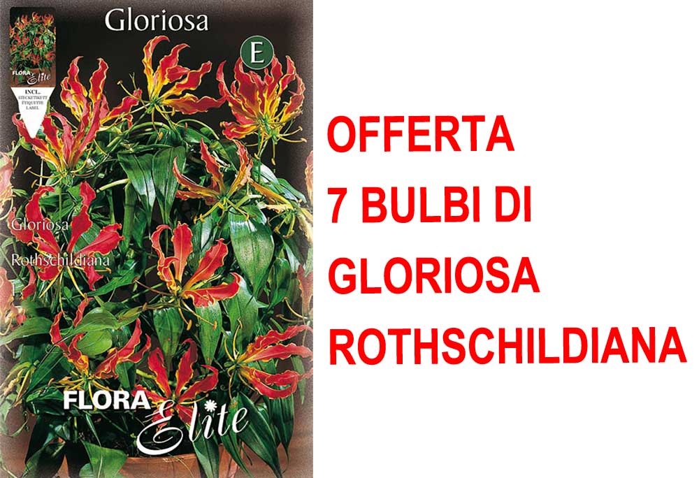 OFFERTA 7 BULBI DI GLORIOSA ROTHSCHILDIANA