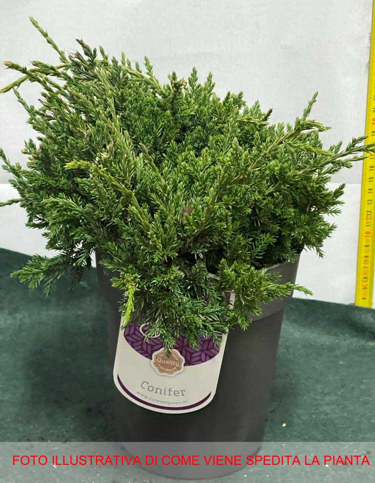 JUNIPERUS GINEPRO SQUAMATA HOLGER IN VASO 15CM