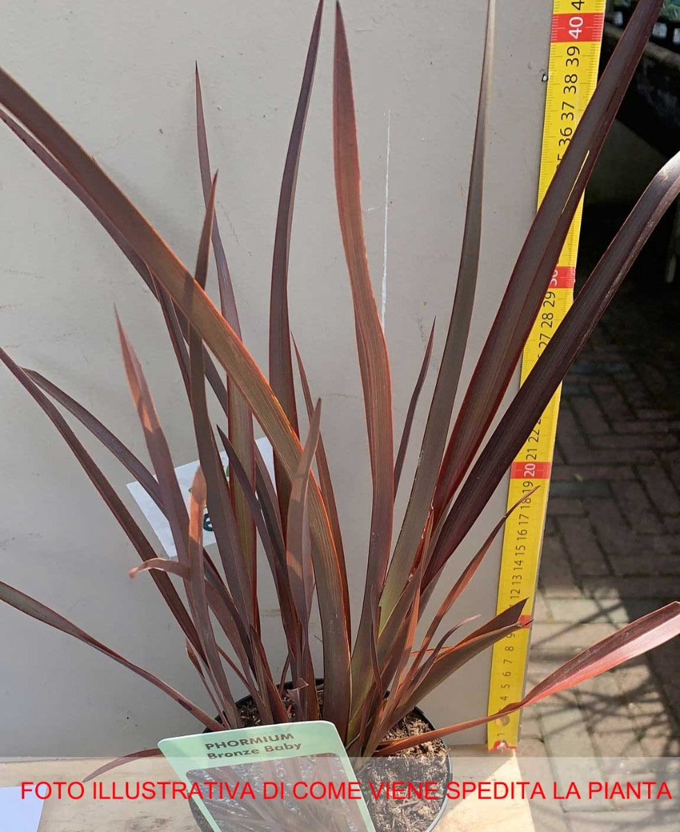 PHORMIUM BRONZE BABY VASO 13CM