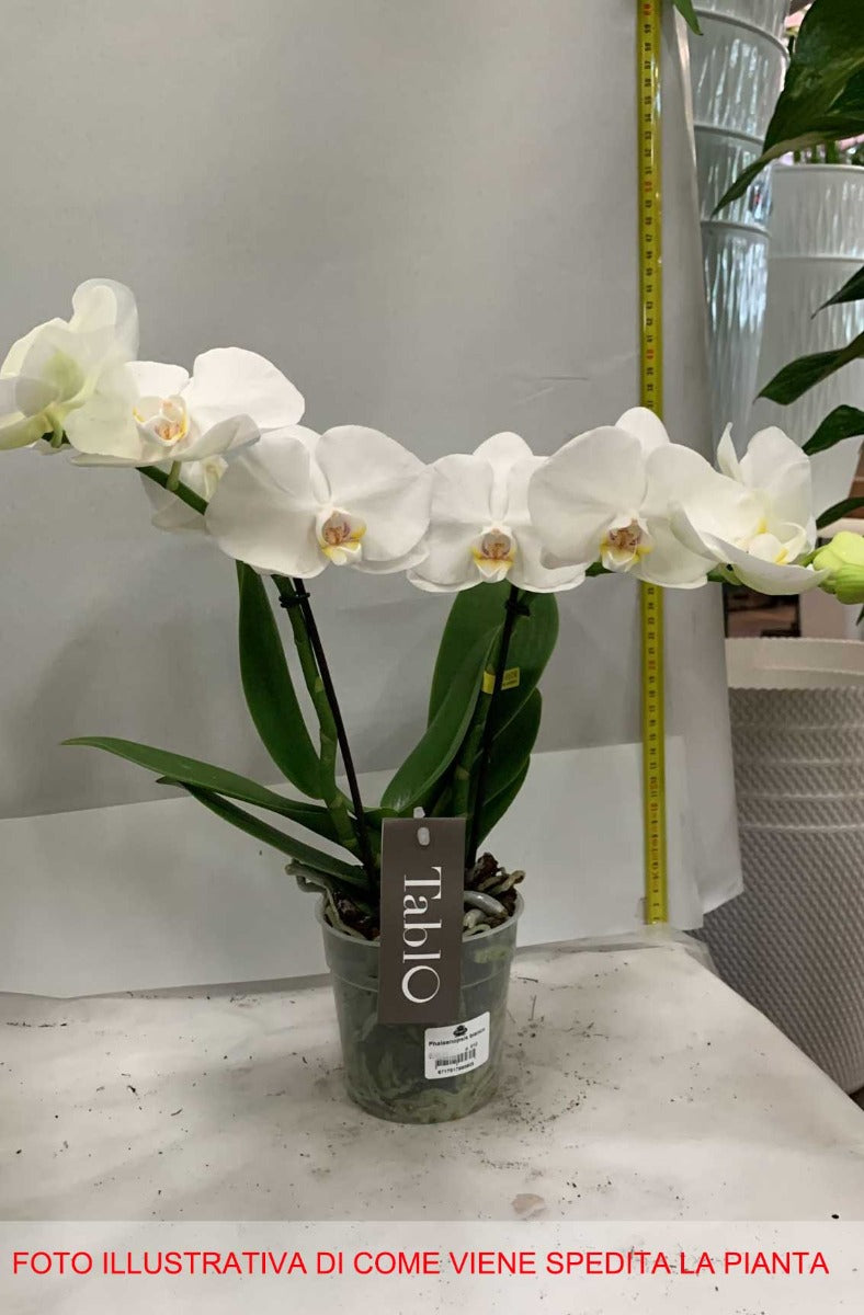 ORCHIDEA PHALAENOPSIS TABLO BIANCO CHAMPAGNE VASO 12CM
