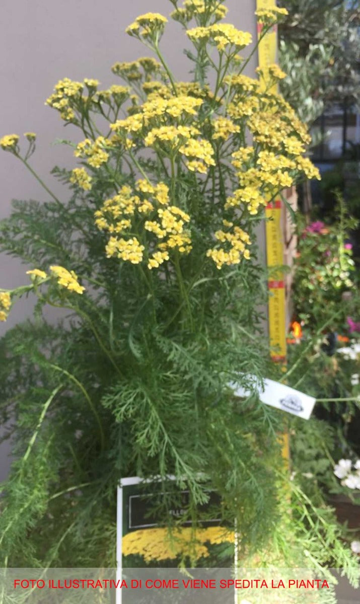 ACHILLEA YELLOW IN VASO 18CM