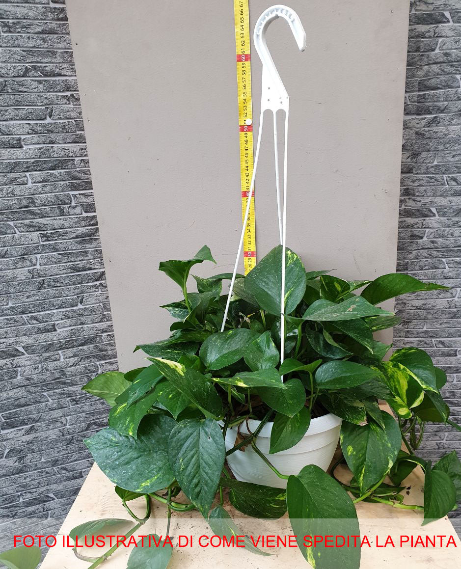 SCINDAPSUS AUREUS VASO 20CM